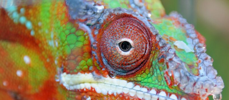 30-per-cent-of-species-could-be-abruptly-lost-at-2.5°c-of-warming:-study 30-per-cent-of-species-could-be-abruptly-lost-at-2.5°c-of-warming:-study