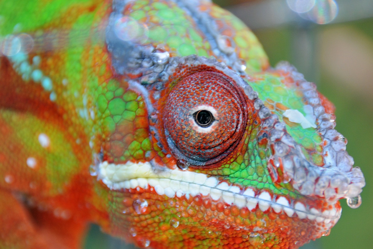 30-per-cent-of-species-could-be-abruptly-lost-at-2.5°c-of-warming:-study