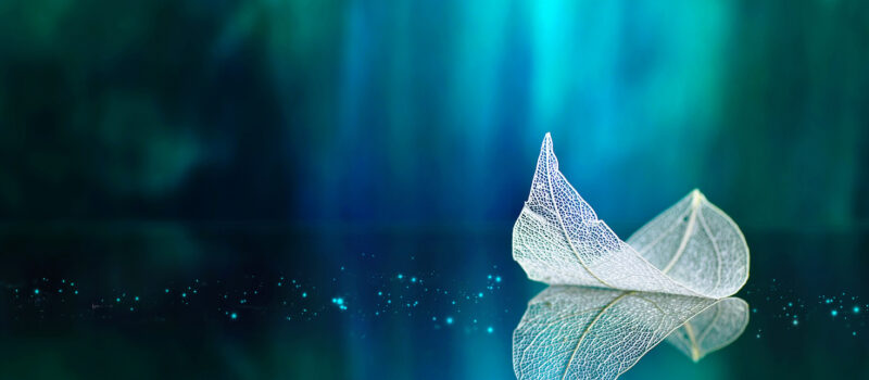 nature:-wall-street’s-newest-market nature:-wall-street’s-newest-market