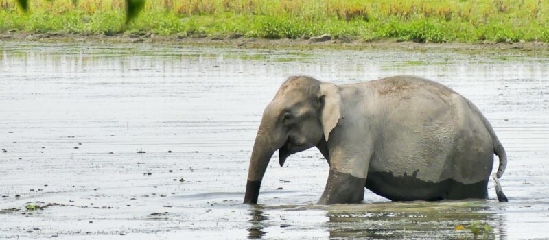 grassroots-groups-tackle-human-wildlife-conflict-across-india-nepal-border grassroots-groups-tackle-human-wildlife-conflict-across-india-nepal-border