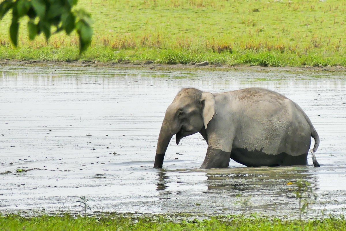 grassroots-groups-tackle-human-wildlife-conflict-across-india-nepal-border