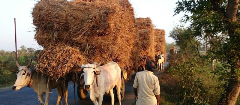 bihar-heatwave-response-reveals-flaws-in-india’s-heat-strategy bihar-heatwave-response-reveals-flaws-in-india’s-heat-strategy