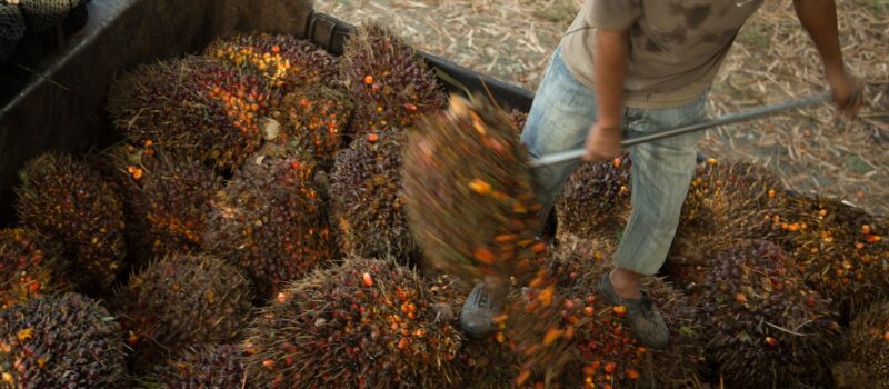 indonesia,-malaysia-cry-‘discrimination’-in-lobbying-against-eu-palm-oil-restrictions indonesia,-malaysia-cry-‘discrimination’-in-lobbying-against-eu-palm-oil-restrictions