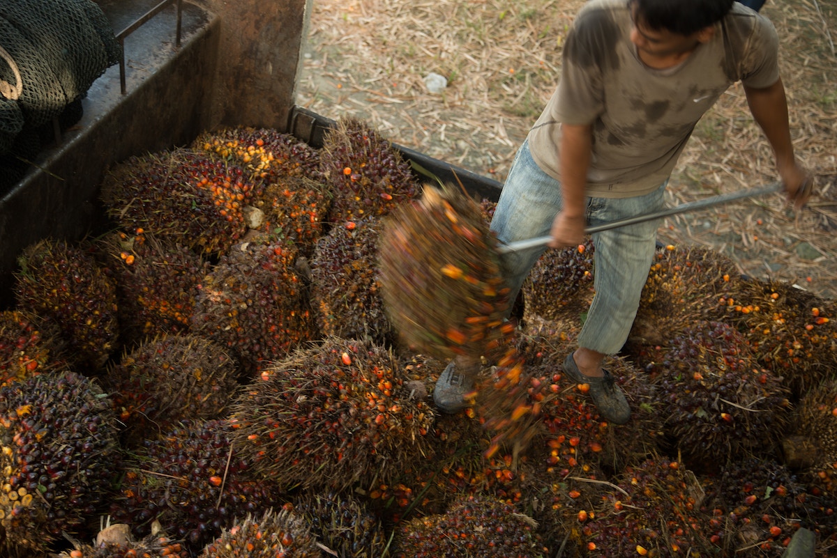 indonesia,-malaysia-cry-‘discrimination’-in-lobbying-against-eu-palm-oil-restrictions