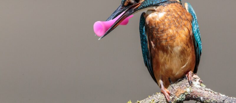 q&a:-how-can-countries-stop-subsidies-harming-biodiversity? q&a:-how-can-countries-stop-subsidies-harming-biodiversity?