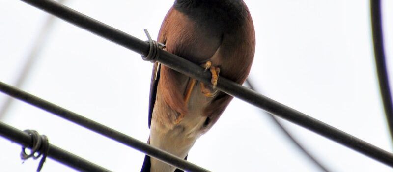 nepal’s-power-lines-are-bird-death-traps-amid-hydropower-boom nepal’s-power-lines-are-bird-death-traps-amid-hydropower-boom