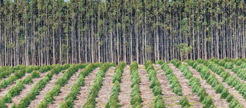 why-nature-based-investments-could-be-esg’s-crowning-glory why-nature-based-investments-could-be-esg’s-crowning-glory