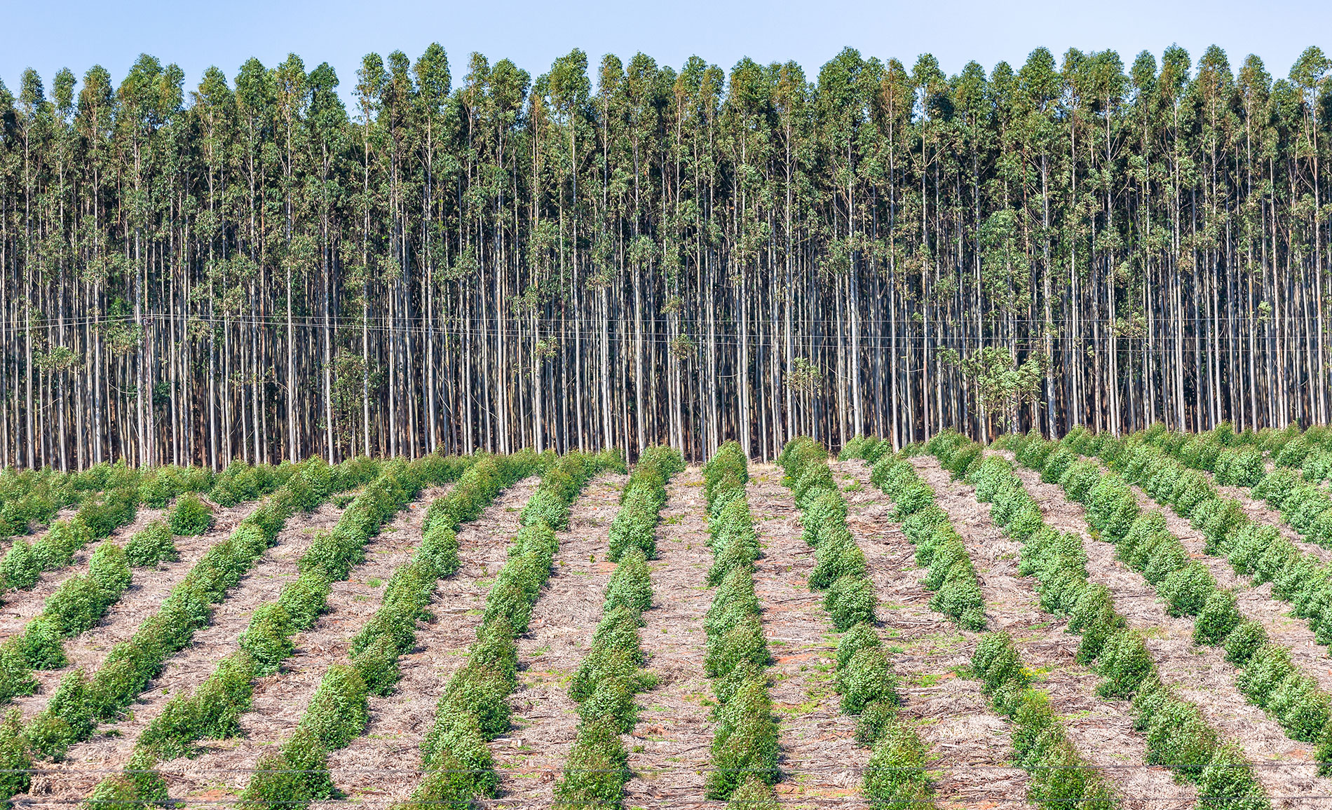 why-nature-based-investments-could-be-esg’s-crowning-glory