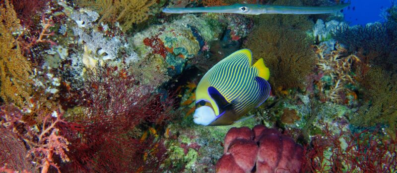 how-regenerative-tourism-can-help-avert-a-sixth-extinction how-regenerative-tourism-can-help-avert-a-sixth-extinction