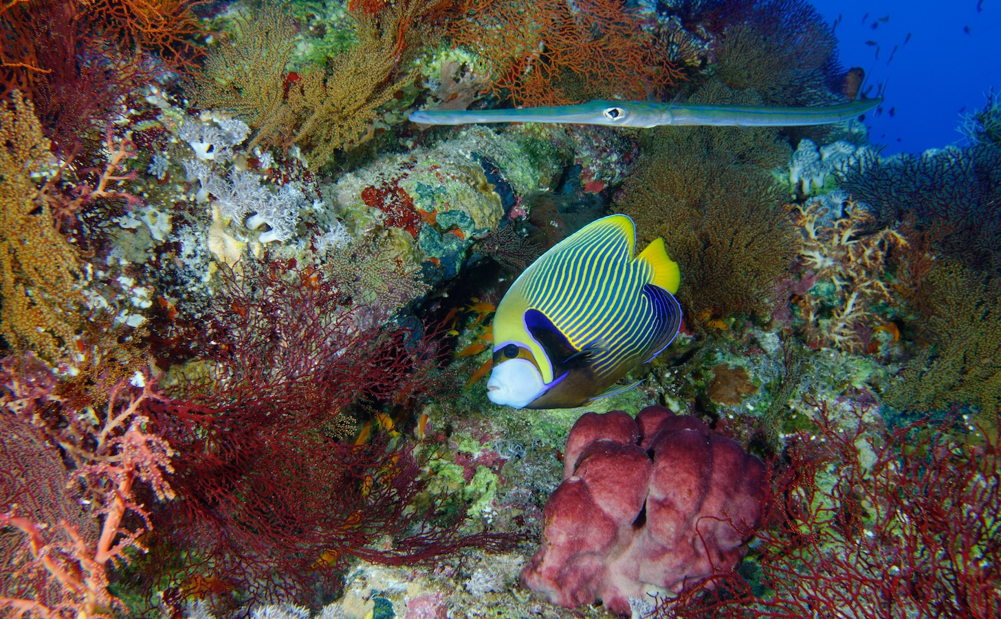 how-regenerative-tourism-can-help-avert-a-sixth-extinction