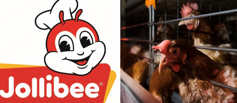 asia’s-fastest-growing-restaurant-chain-faces-pressure-over-animal-cruelty asia’s-fastest-growing-restaurant-chain-faces-pressure-over-animal-cruelty