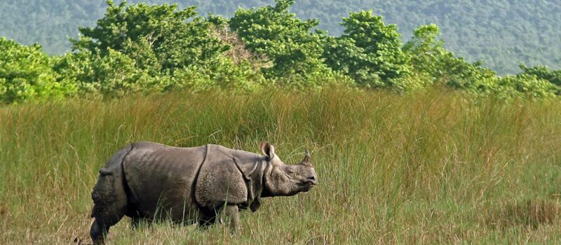nepal-clamps-down-on-wealthy-wildlife-collectors-with-landmark-court-ruling nepal-clamps-down-on-wealthy-wildlife-collectors-with-landmark-court-ruling