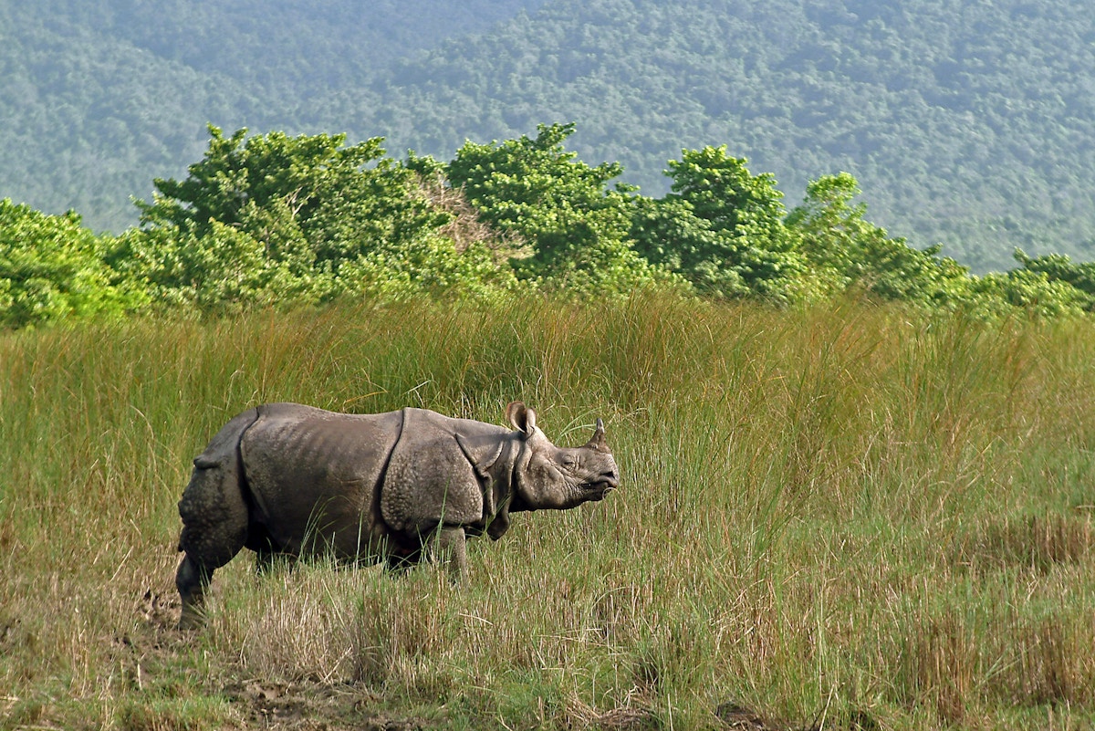 nepal-clamps-down-on-wealthy-wildlife-collectors-with-landmark-court-ruling