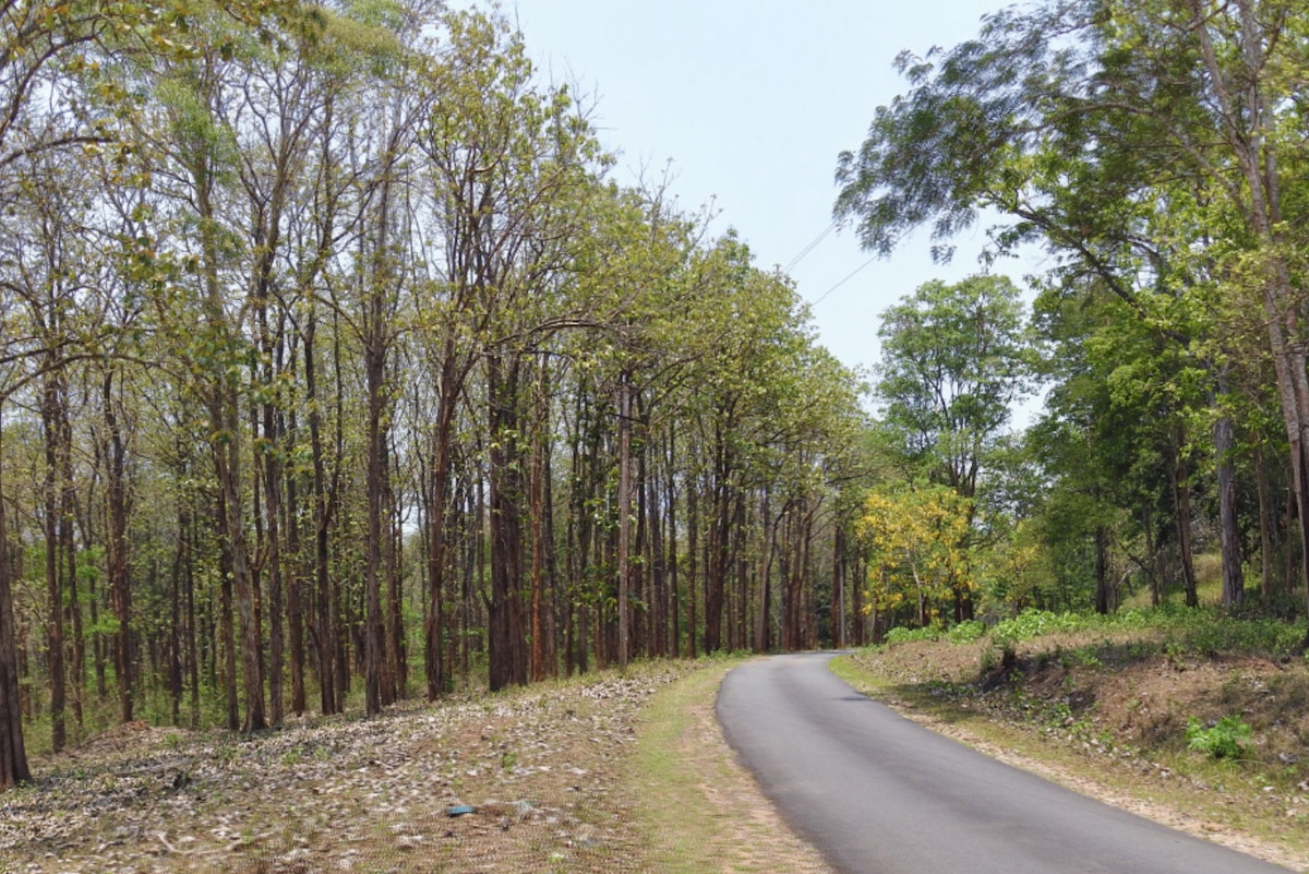 why-indian-conservationists-are-wary-of-proposed-changes-to-the-forest-conservation-act