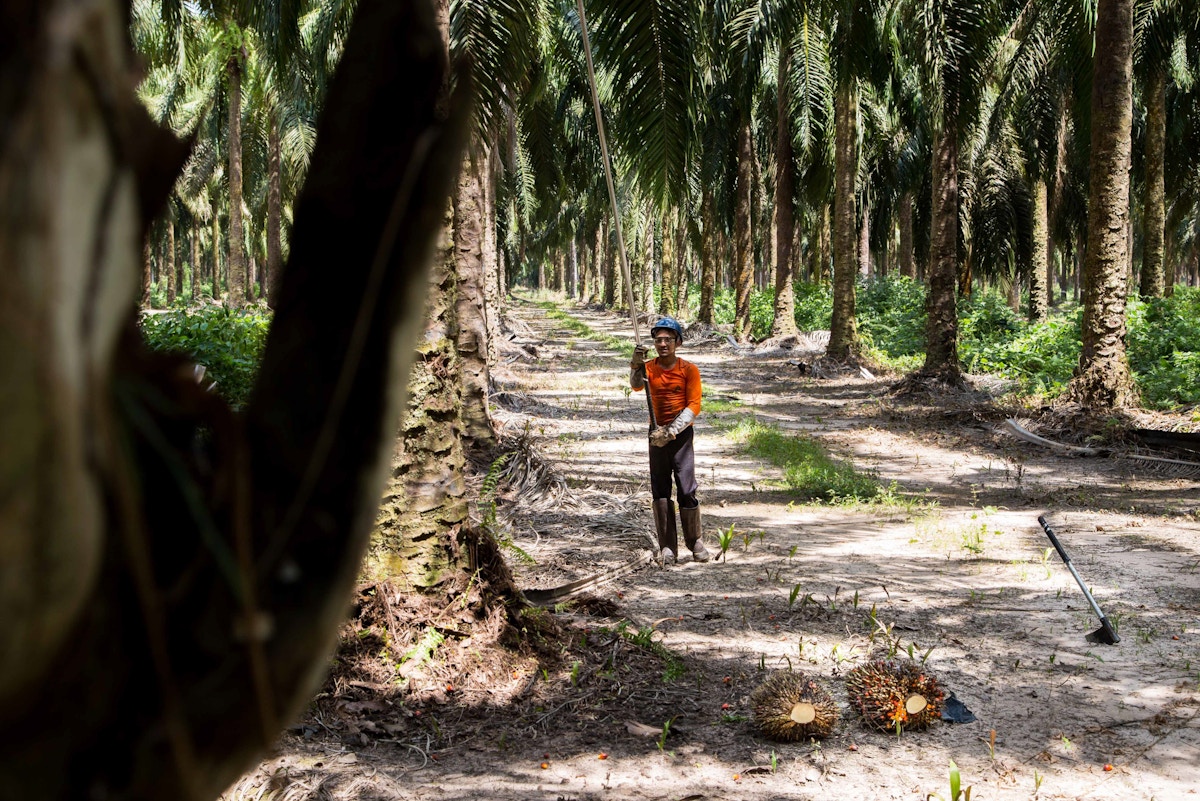 state-wide-approach-could-transform-palm-oil