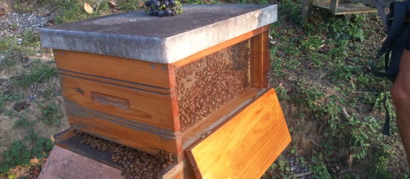 new-york-protects-“the-birds-&-the-bees”-with-nation-leading-legislation