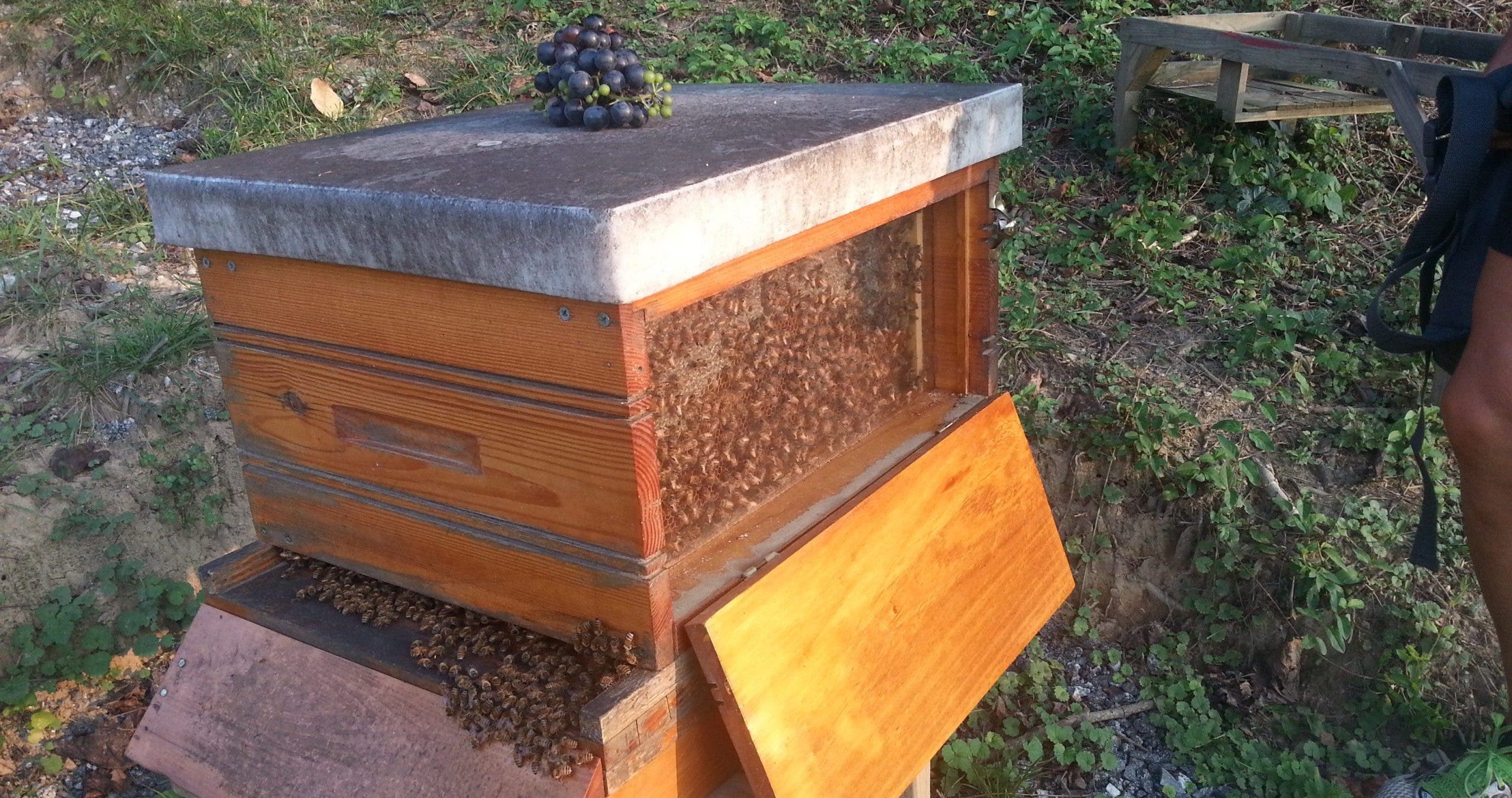 new-york-protects-“the-birds-&-the-bees”-with-nation-leading-legislation