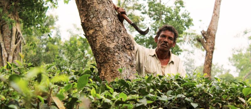 bangladesh-tea-workers-struggle-as-heat-and-drought-scorch-fields