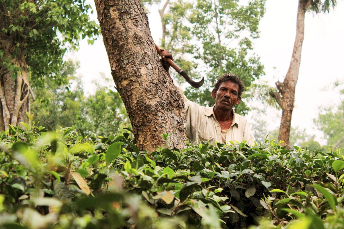 bangladesh-tea-workers-struggle-as-heat-and-drought-scorch-fields