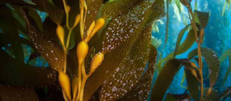 where-shellfish,-seaweed-and-circularity-thrive