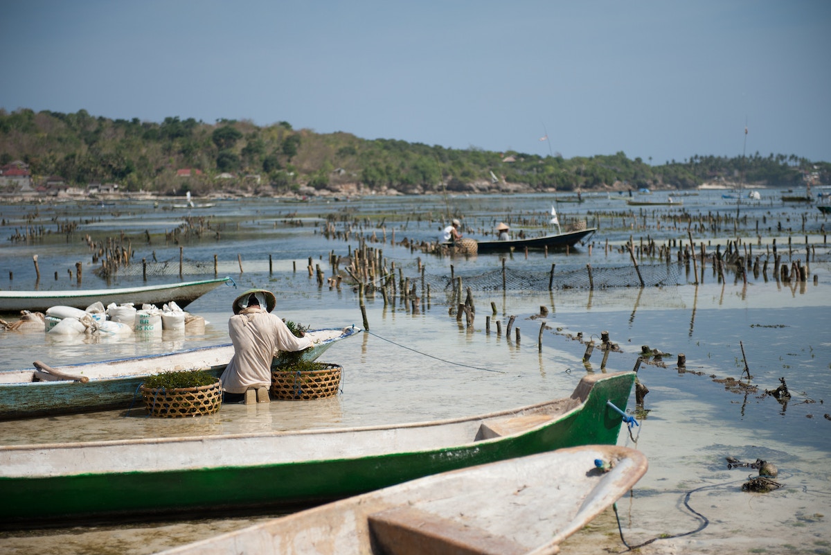 philippines’-women-seaweed-farmers-keep-coastal-families-afloat