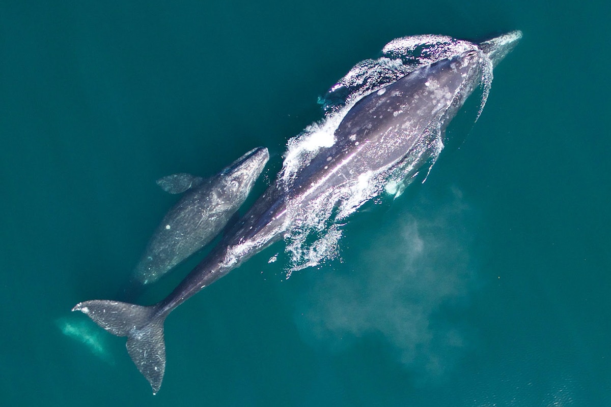 seabed-mining-could-sink-the-fishing-industry