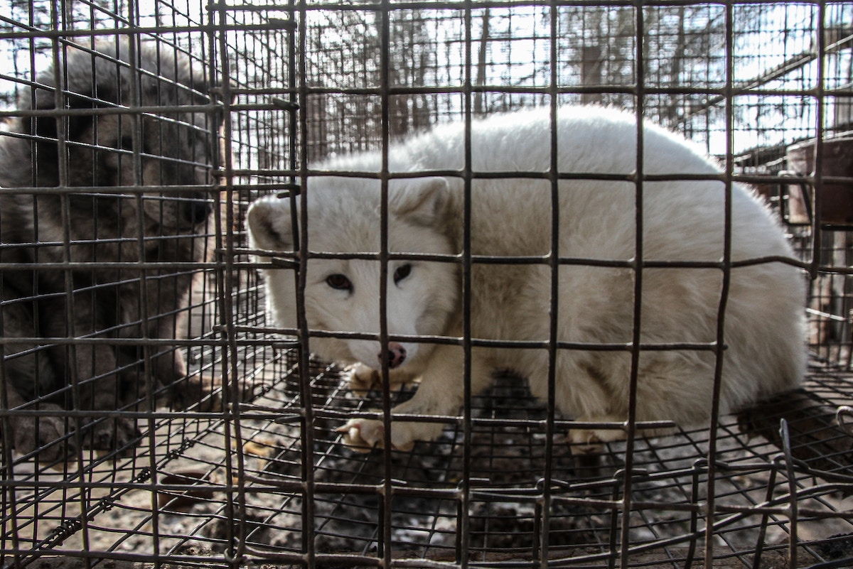 wildlife-protection-law:-controversy-over-captive-breeding-rumbles-on