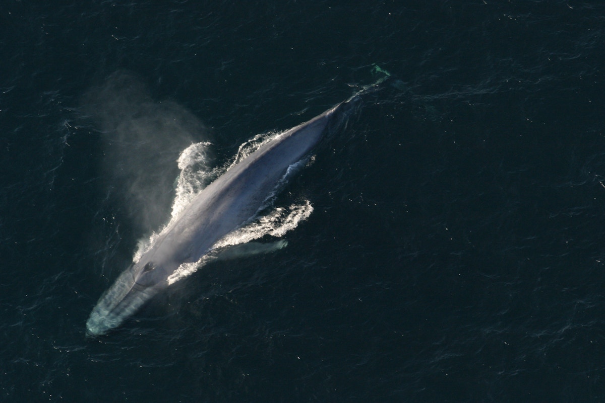un-urges-reduction-of-human-caused-ocean-noise
