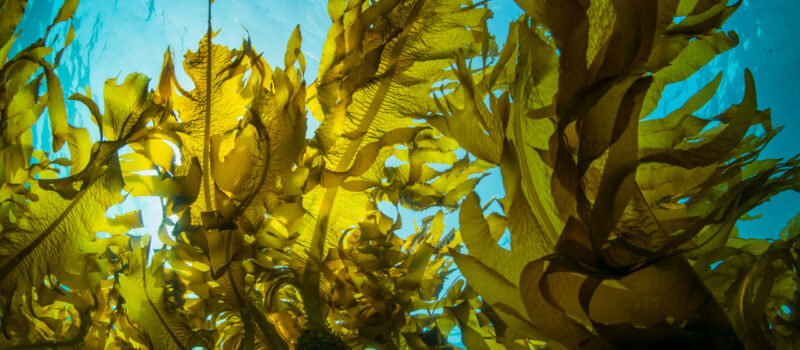 7-cool-sustainable-packages-to-try:-edible-cups,-bamboo-lip-balm-tubes-and-more