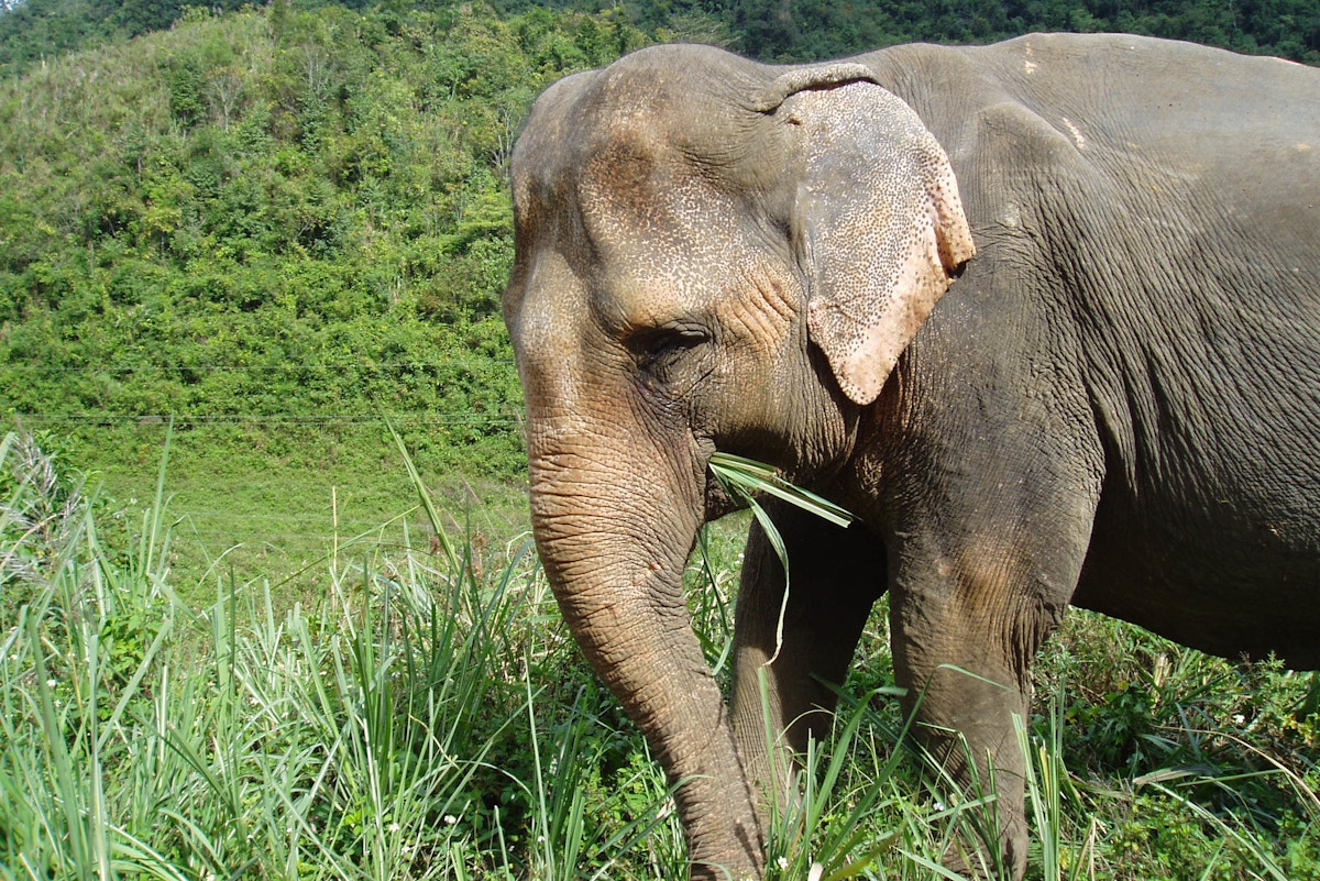 conflict-threatens-vietnam’s-last-elephants