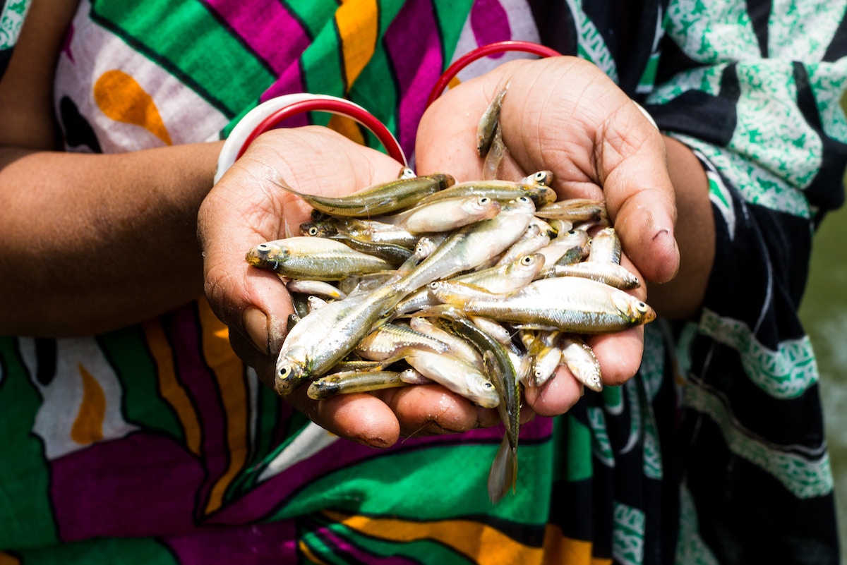 freshwater-fish-conservation-vital-in-bangladesh’s-bid-for-food-security
