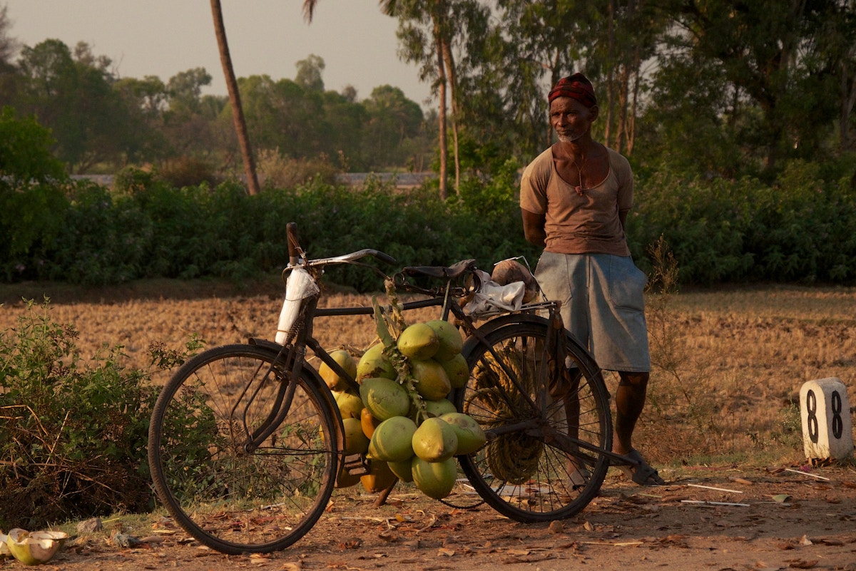 revitalising-coconut-farming-in-southeast-asia