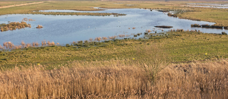 rewilding-the-us.-could-be-a-powerful-tool-for-addressing-climate-change