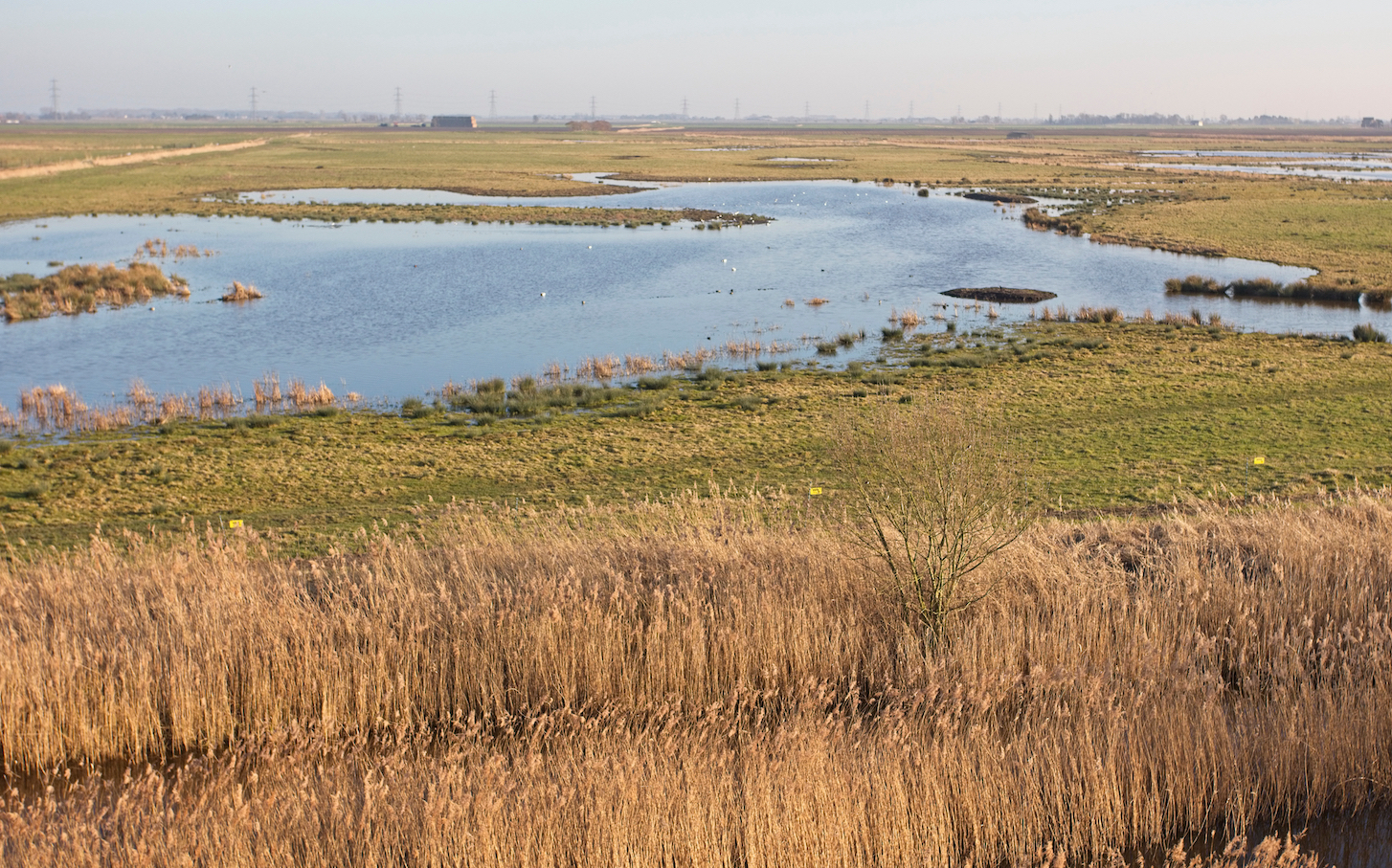 rewilding-the-us.-could-be-a-powerful-tool-for-addressing-climate-change