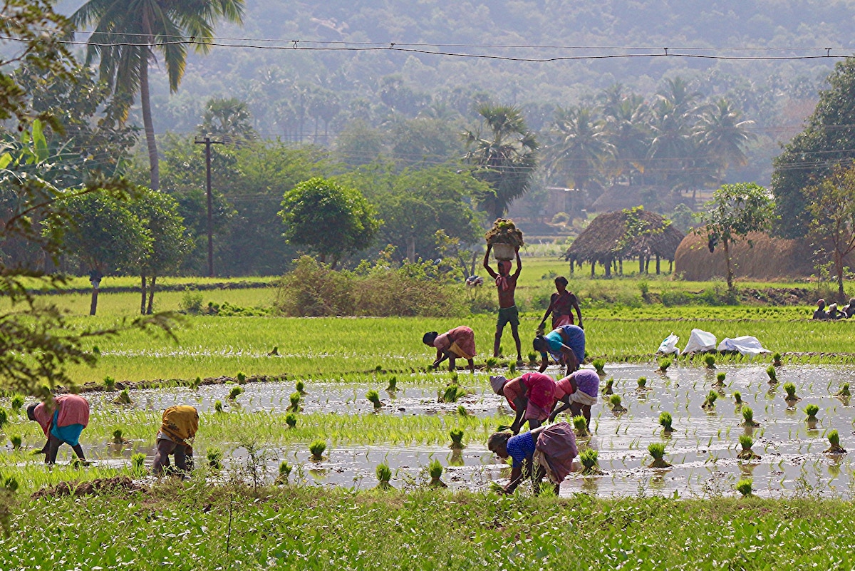 india’s-rice-export-ban-revives-the-conversation-about-the-crop’s-vast-ecological-footprint