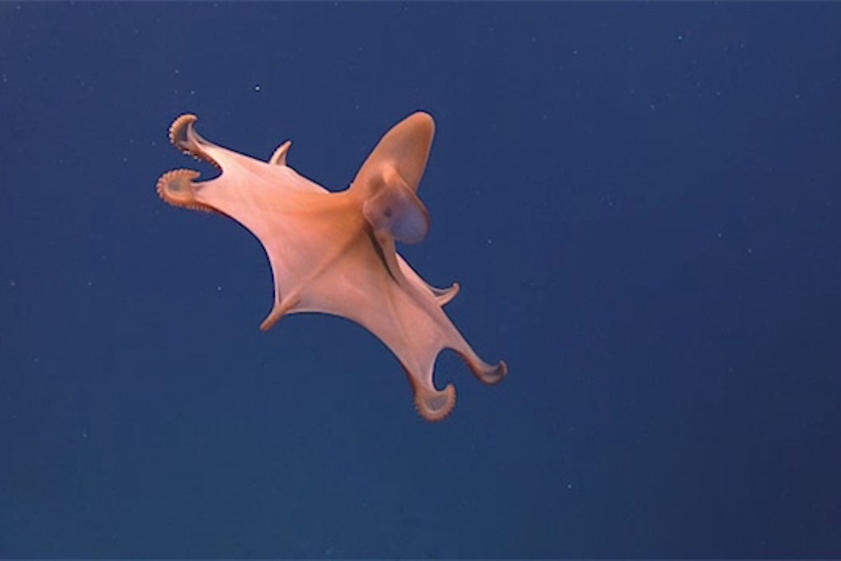 biodiversity-risk-casts-doubt-over-future-of-deep-sea-mining-for-investors