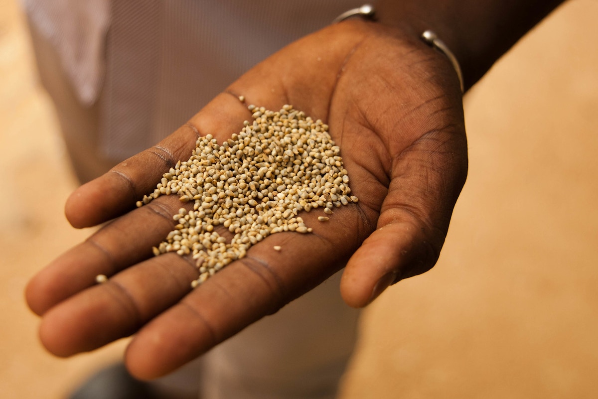 from-india-to-lagos,-can-‘superfood’-millet-make-climate-comeback?