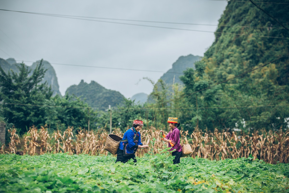 q&a:-how-is-climate-change-affecting-china’s-cropland?