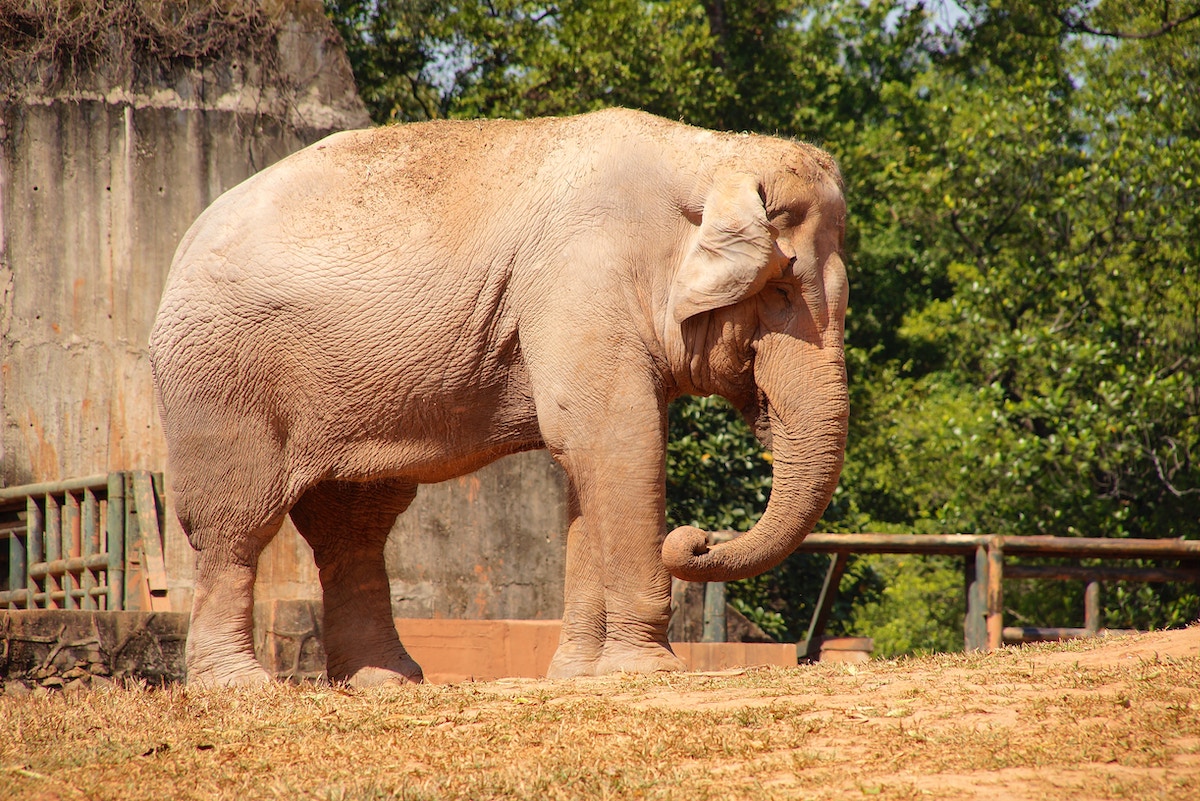 why-did-the-yunnan-elephants-trek-so-far-north?