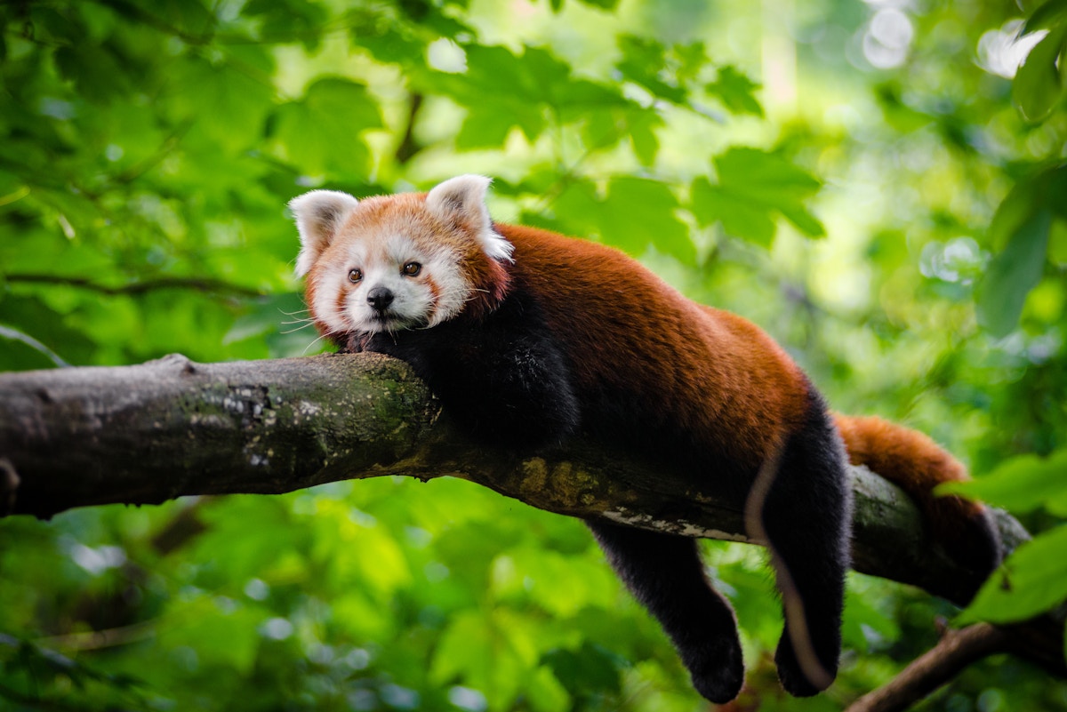 community-led-wildlife-tourism-finds-its-niche-in-the-himalayas