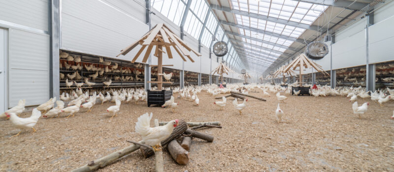 kroger,-kipster-team-up-to-bring-circular-and-humane-eggs-to-us