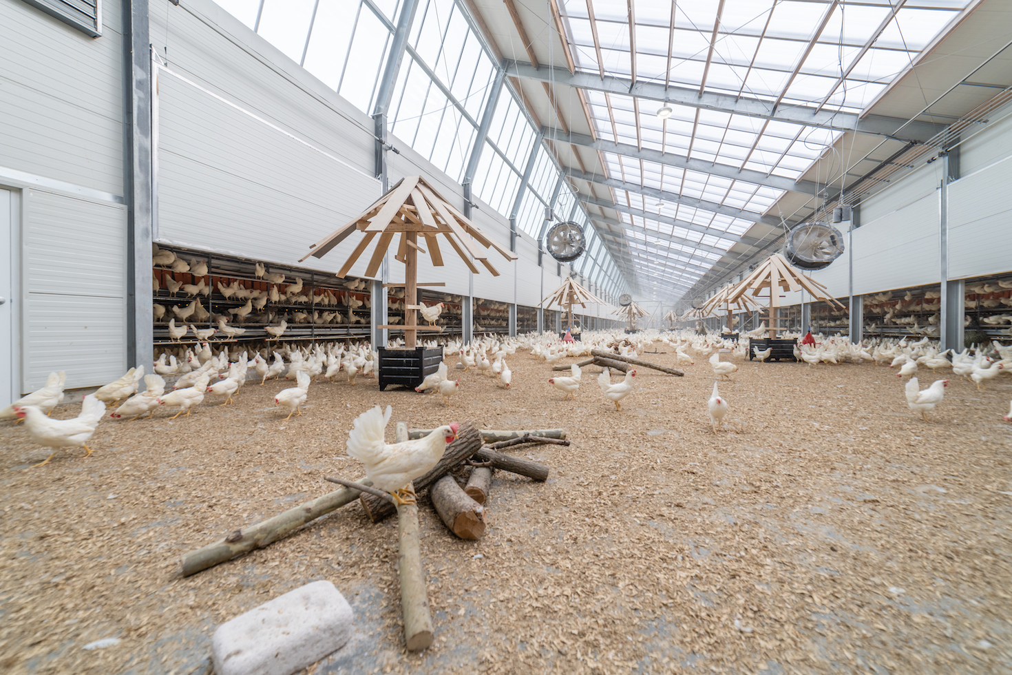 kroger,-kipster-team-up-to-bring-circular-and-humane-eggs-to-us