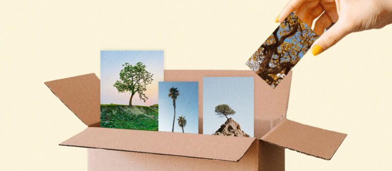 carbon-credits-for-forest-preservation-projects-are-mostly-‘illusory’,-uc-berkeley-study-says