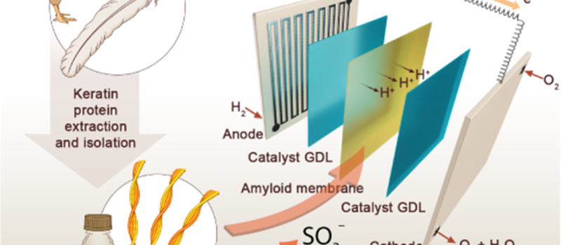 the-hydrogen-fuel-cell-solution-for-a-world-awash-in-chicken-feathers