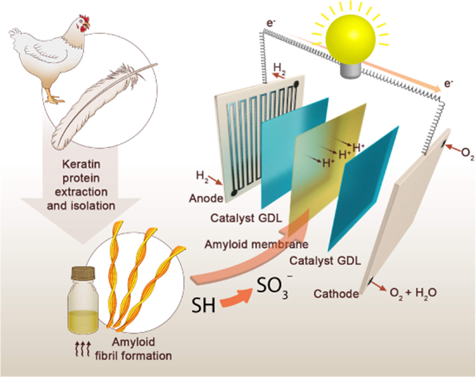 the-hydrogen-fuel-cell-solution-for-a-world-awash-in-chicken-feathers