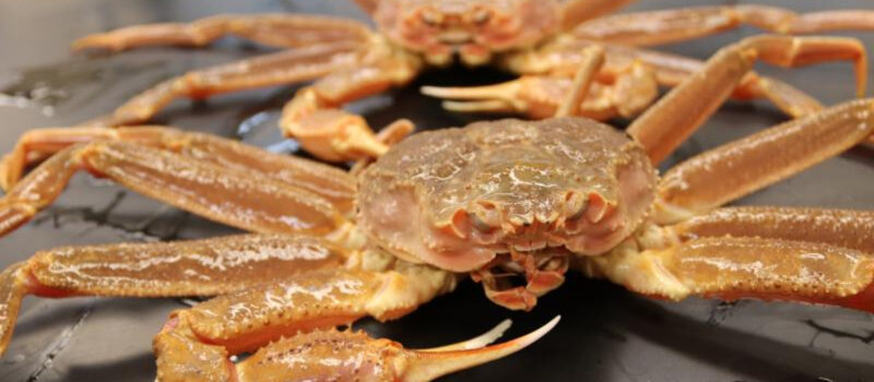 billions-of-snow-crabs-have-died-in-alaska.-will-billions-of-people-be-next?