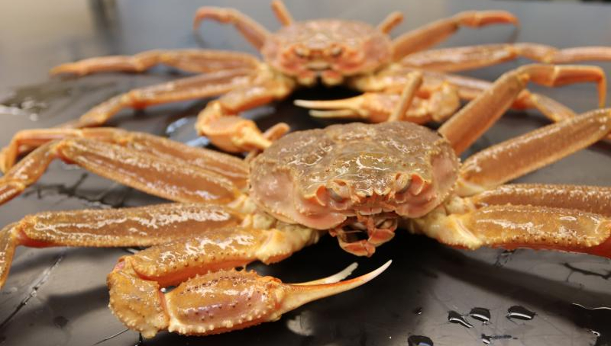 billions-of-snow-crabs-have-died-in-alaska.-will-billions-of-people-be-next?