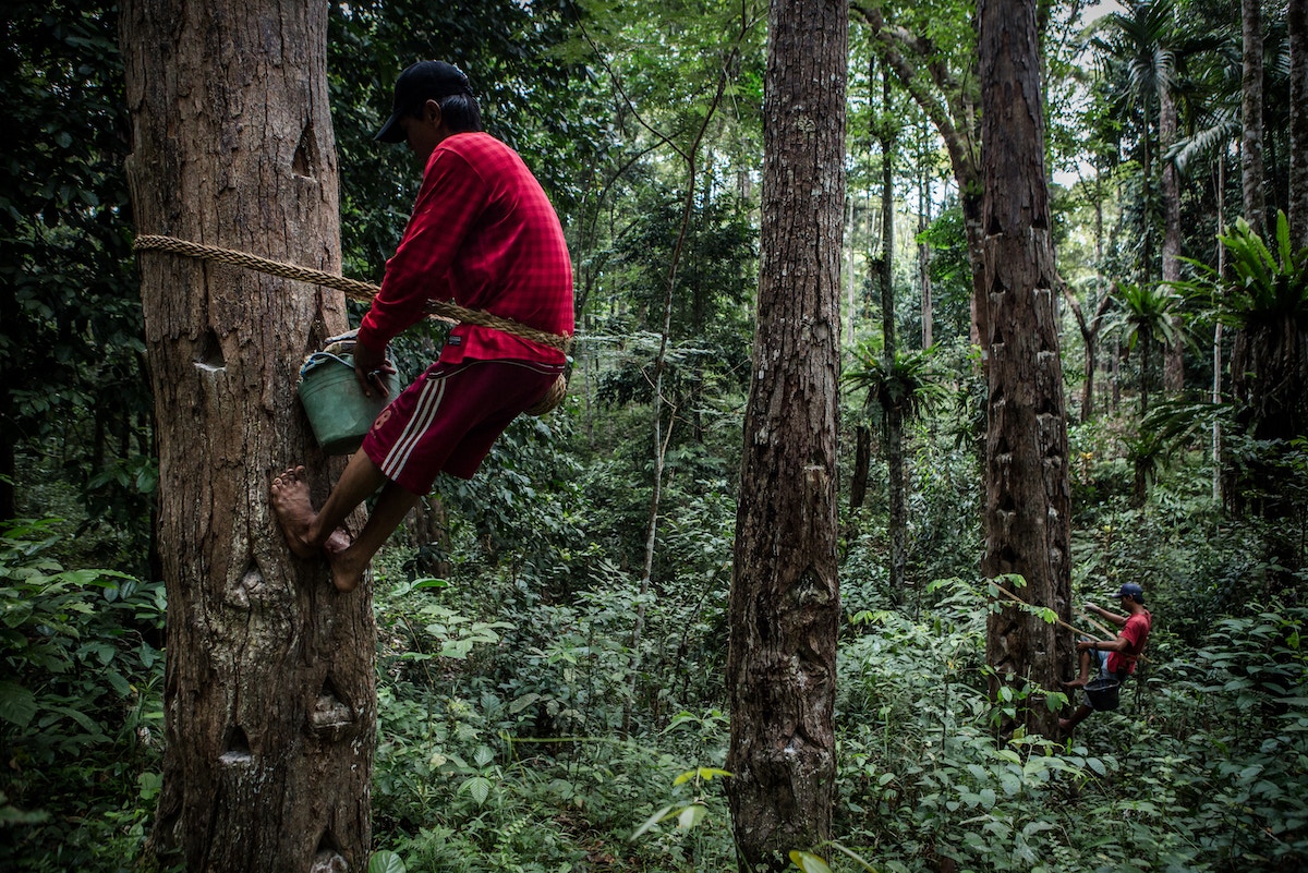 climate-solutions-are-already-in-our-nature