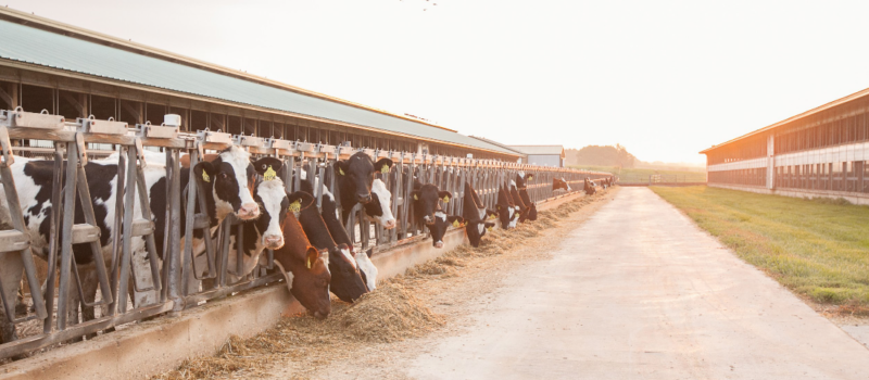 reflecting-on-3-years-of-progress:-the-us.-dairy-net-zero-initiative