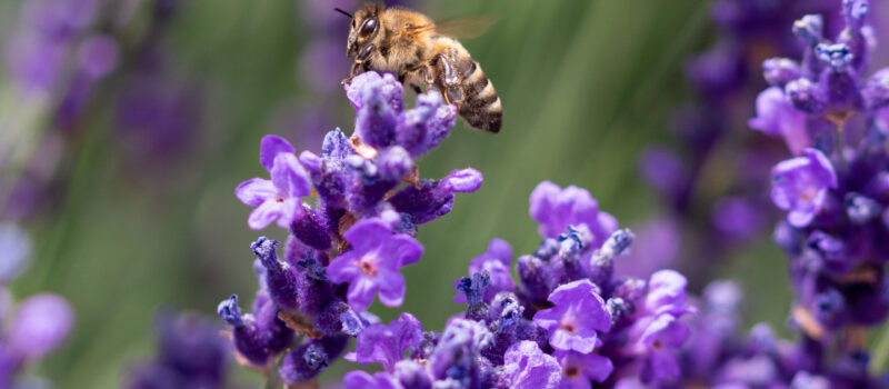 5-nature-trends-starting-to-shape-business-in-2023